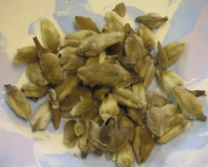 Herb of the Month: April - Xin Yi Hua (Magnolia Flower)