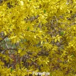 forsythia
